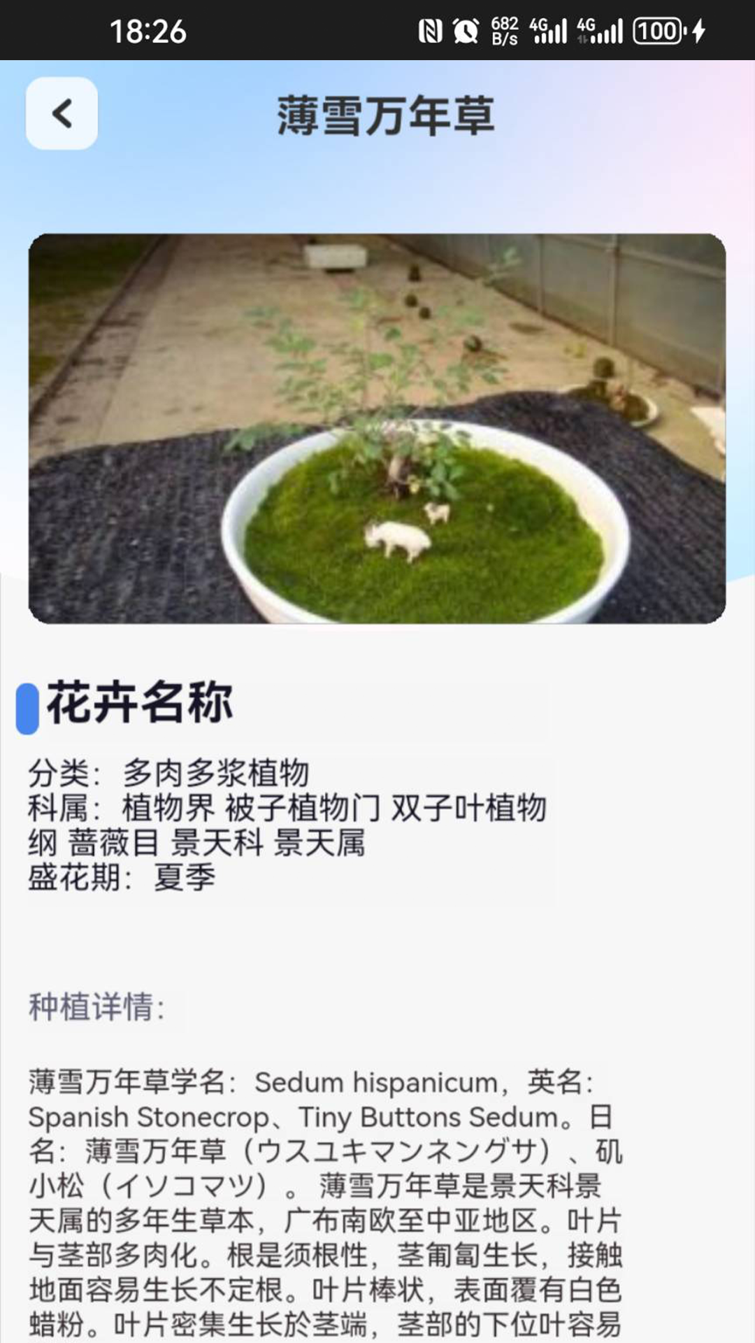 点点花园